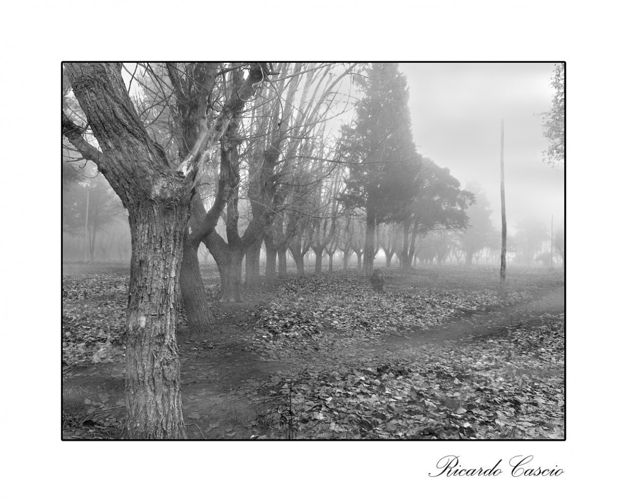 "Nieblas del parque" de Ricardo Cascio