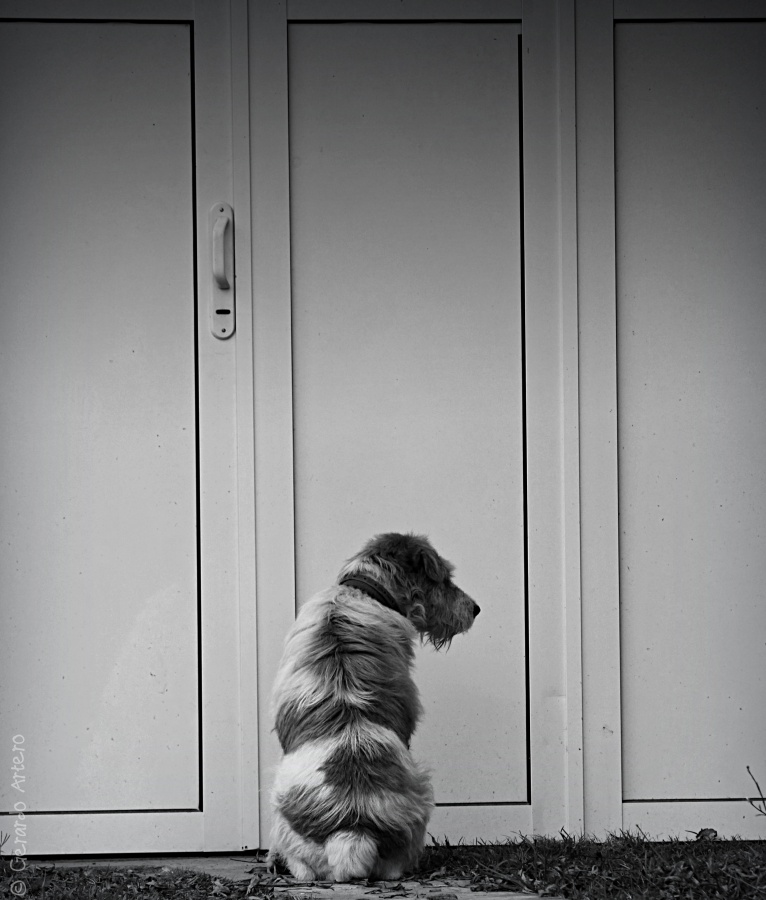 "El último cola de perro." de Gerardo Artero