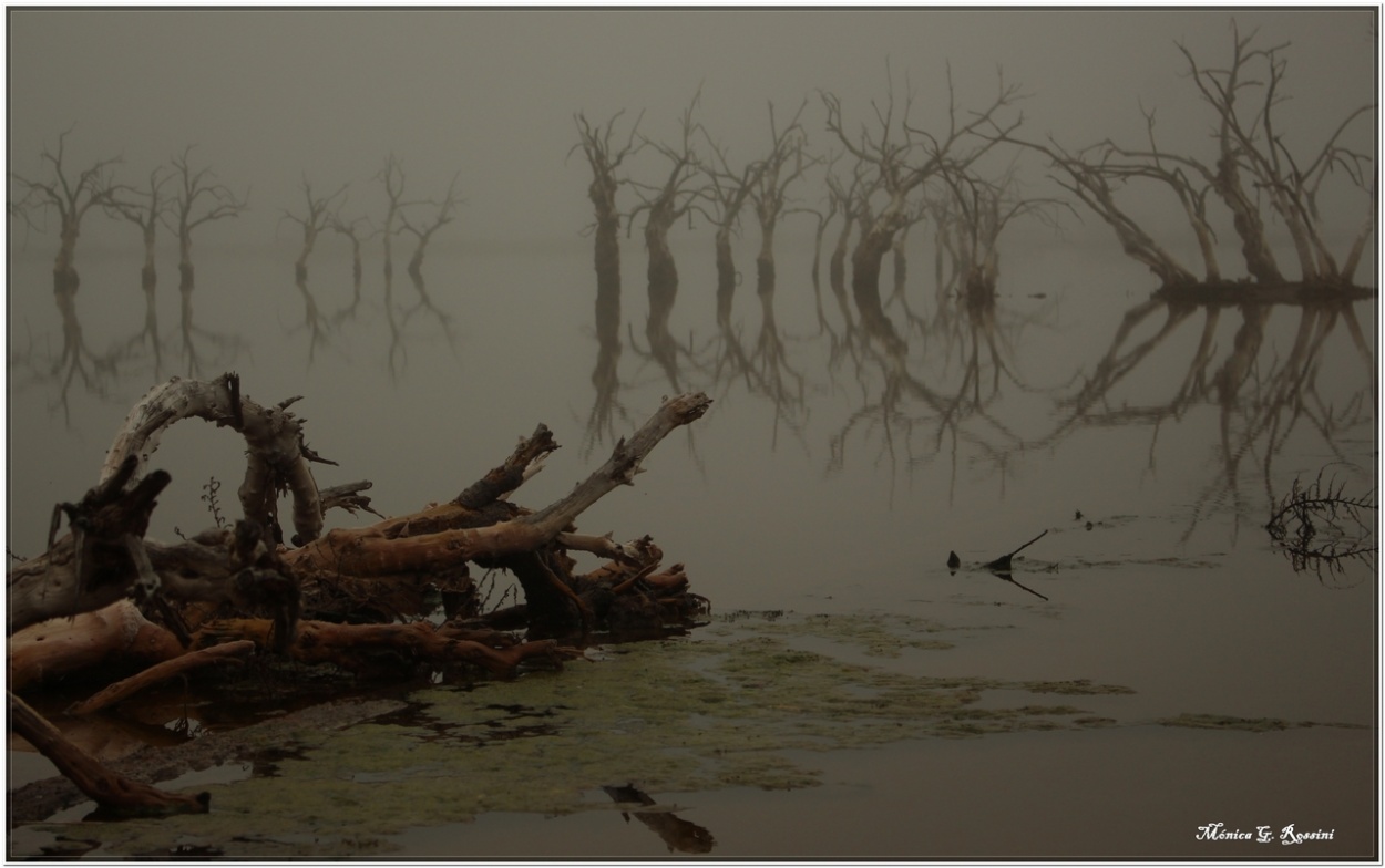 "Niebla en el lago" de Mnica Rossini