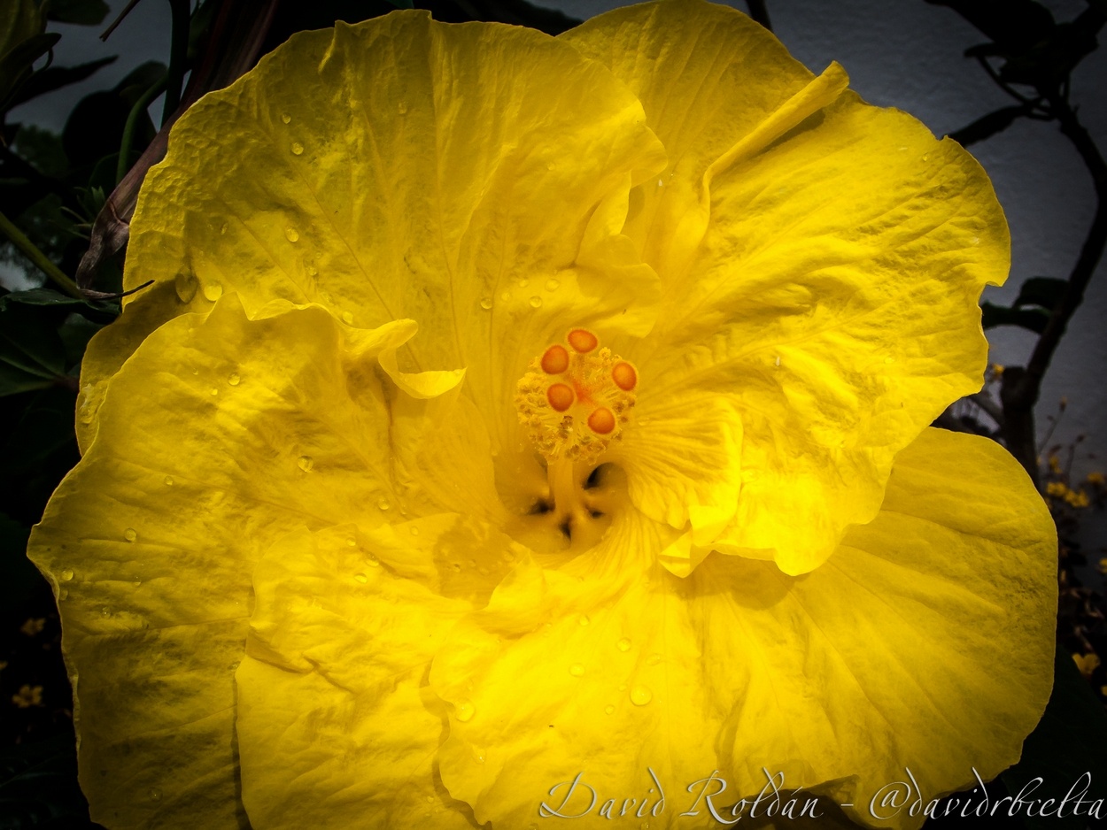 "in yellow" de David Roldn