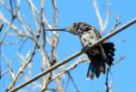 La danza del colibr