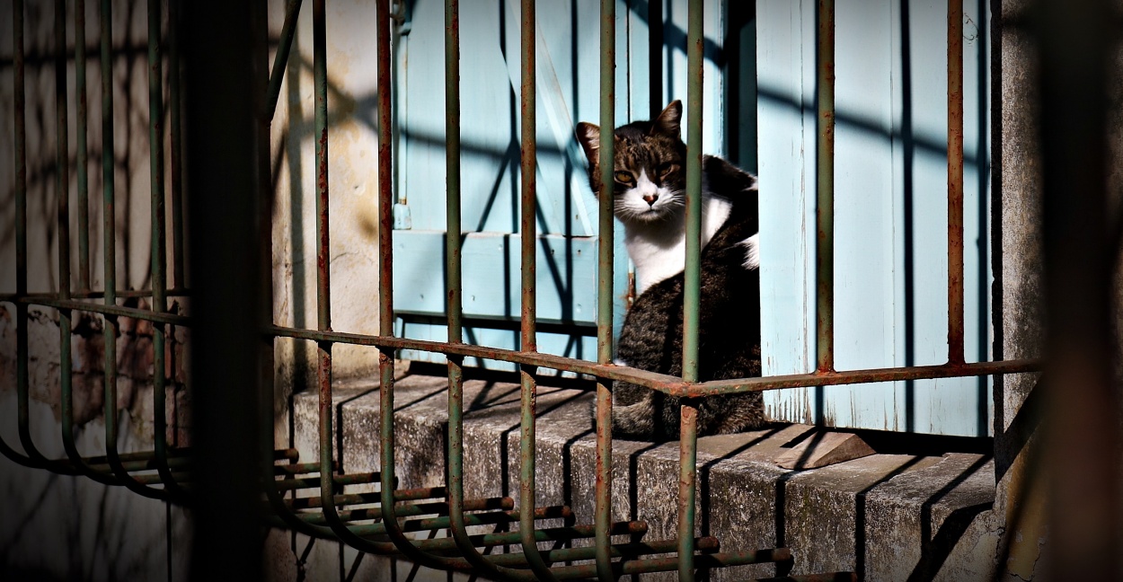"Aca ... hay gato encerrado ..." de Marcelo Rios