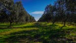El camino de los olivos.