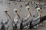 The pelicans