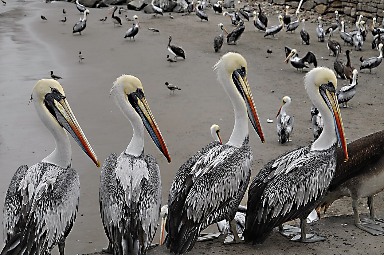 "The pelicans" de Ricardo Orsi