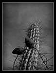 cactus y tasi