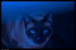 Blue cat...