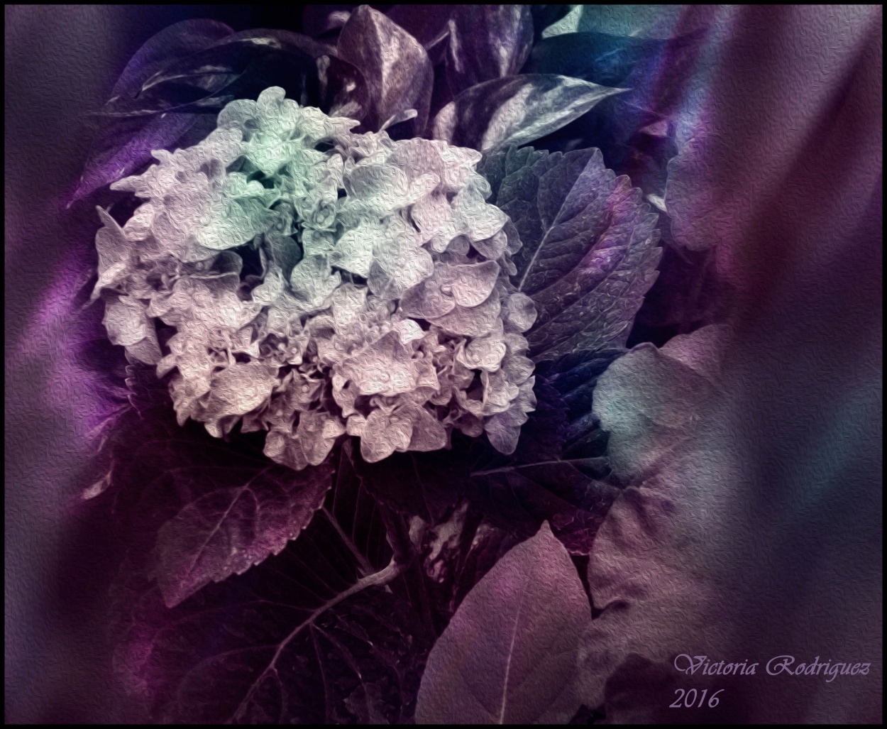 "Hortensias en flor" de Victoria Elisa Rodriguez
