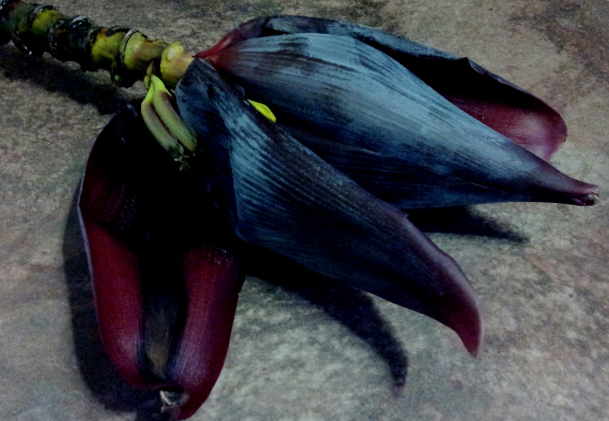 "flor de la banana" de Beatriz Di Marzio