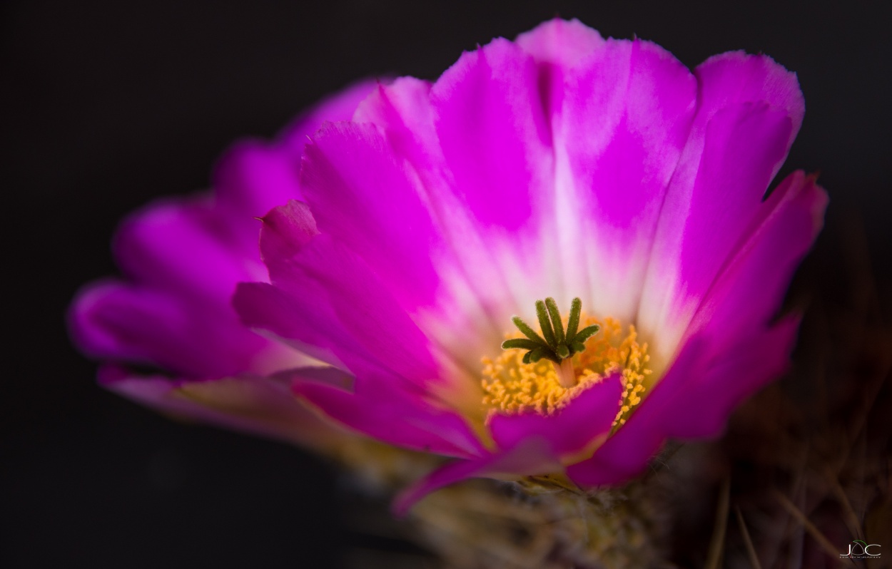 "flor de cactus" de Javier Crembil
