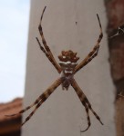 Araña Calavera