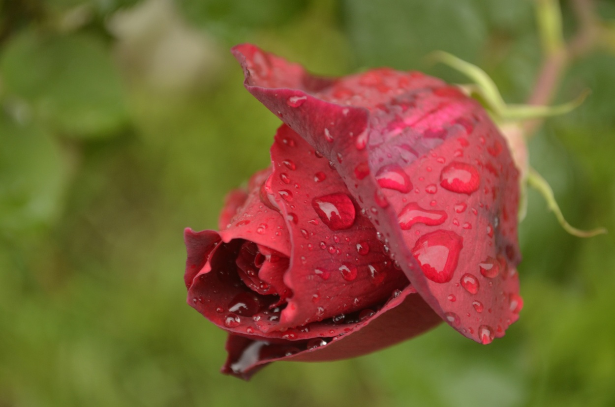 "Un pimpollo de rosa despus de la lluvia." de Ismael Minoves