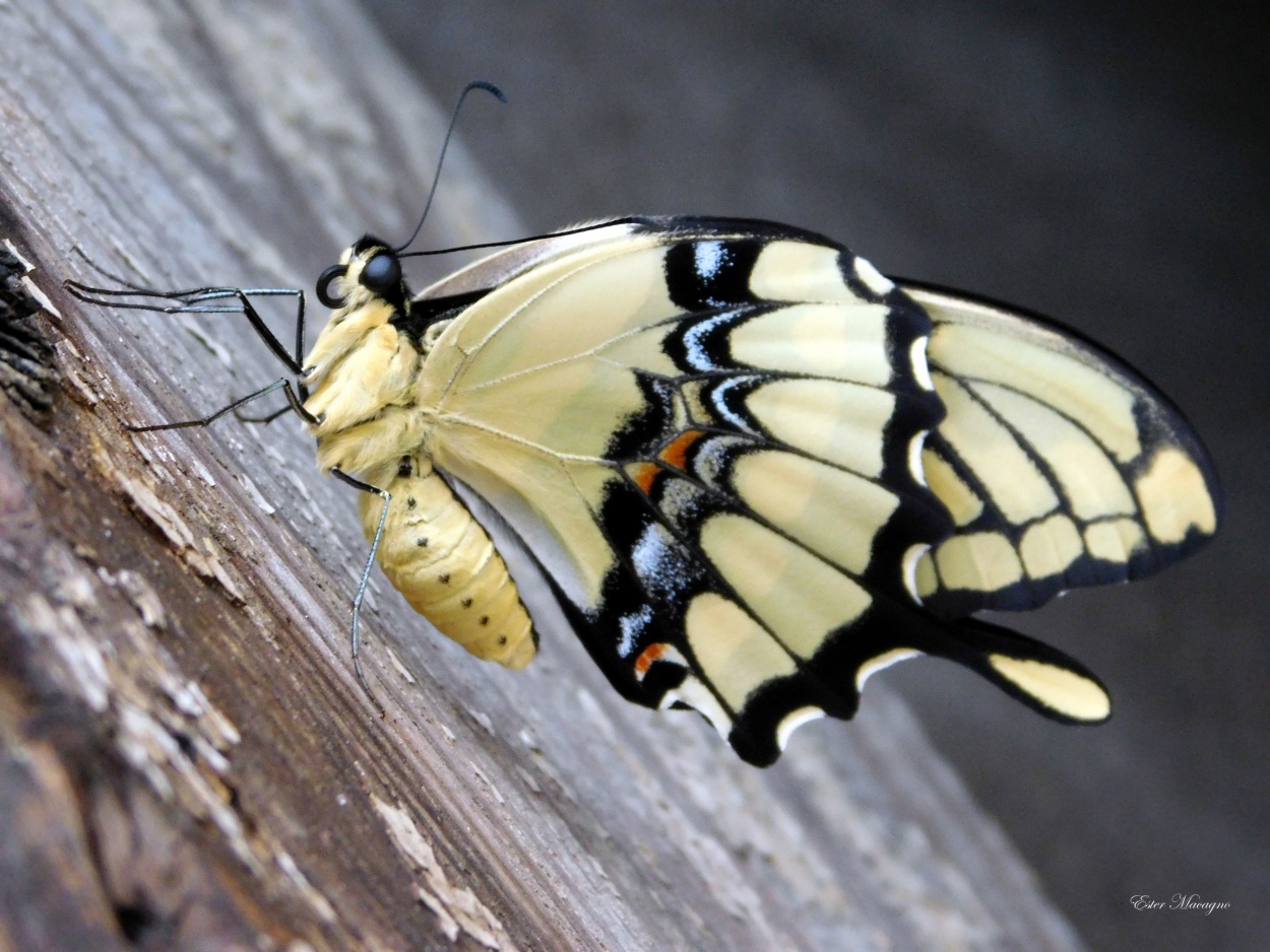 "Mariposa alas de golondrina." de Ester Francisca Macagno