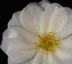 Rosa Blanca lV