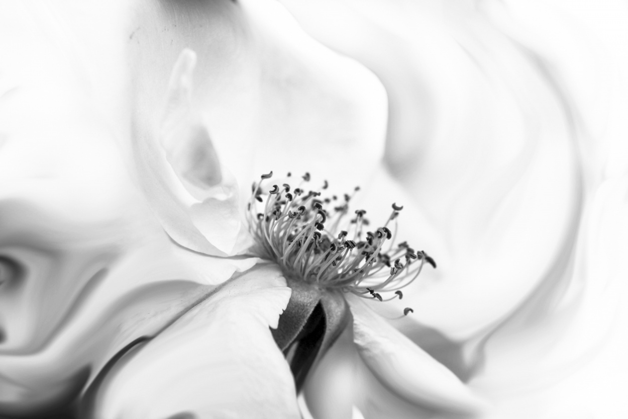 "rosa blanca" de Cristina Beatriz Rodrguez