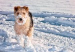 El Perro de las Nieve!