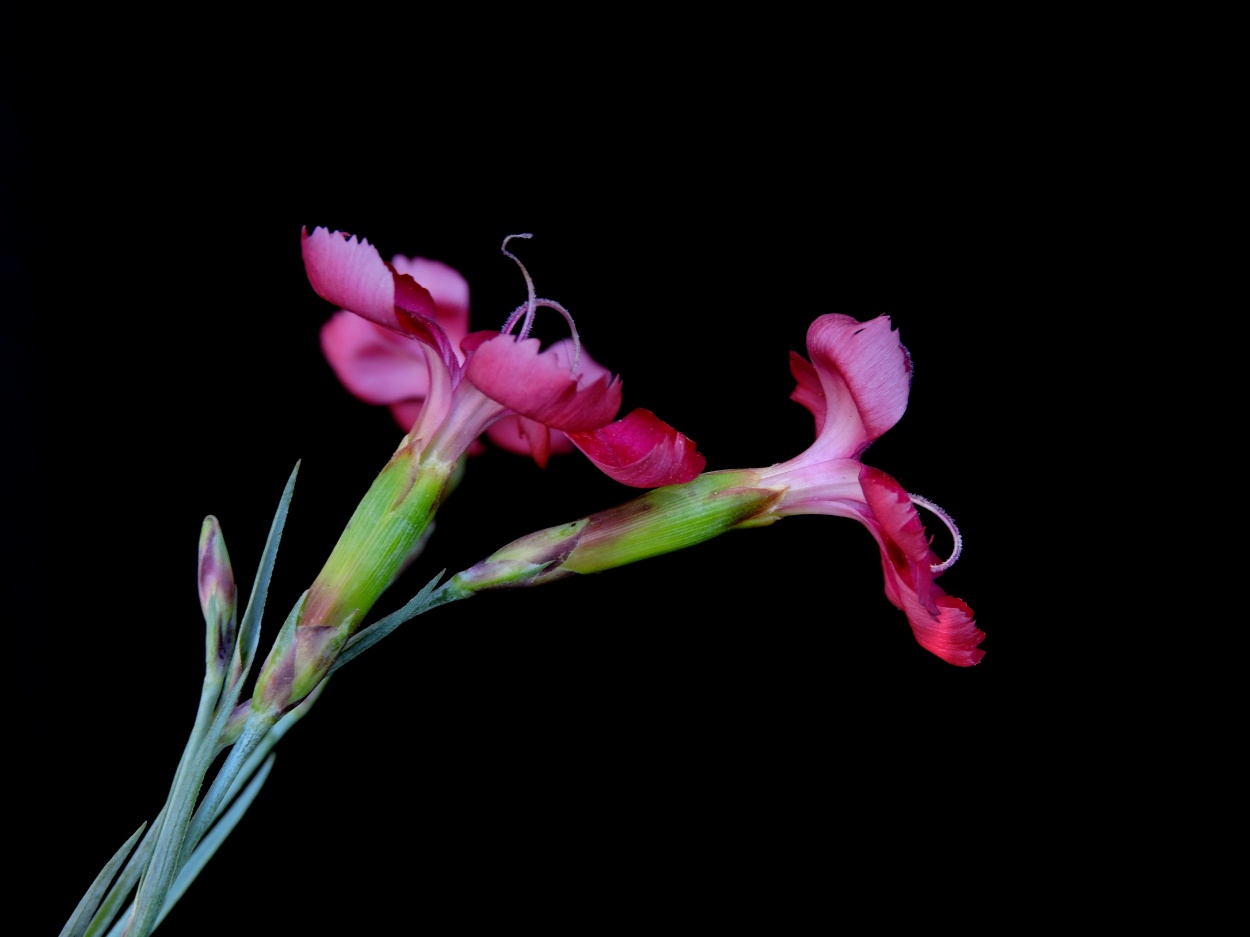 "Flores Rojas" de Silvia Olliari