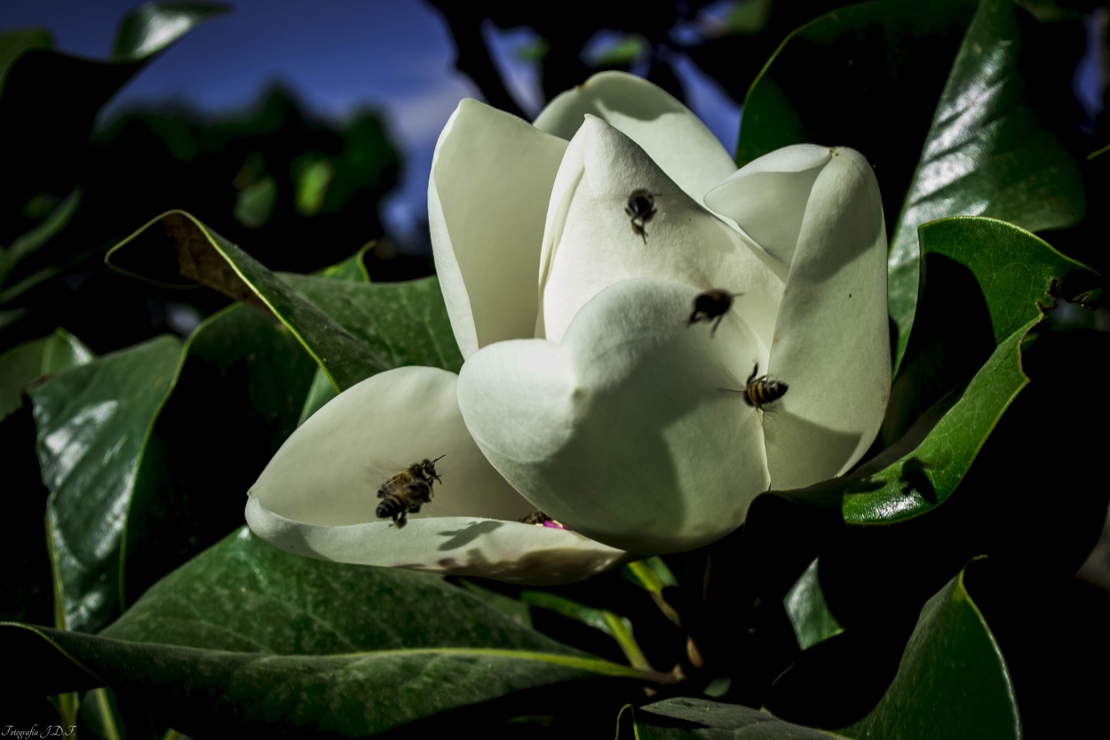 "Magnolias y visitas" de Juan Felippa