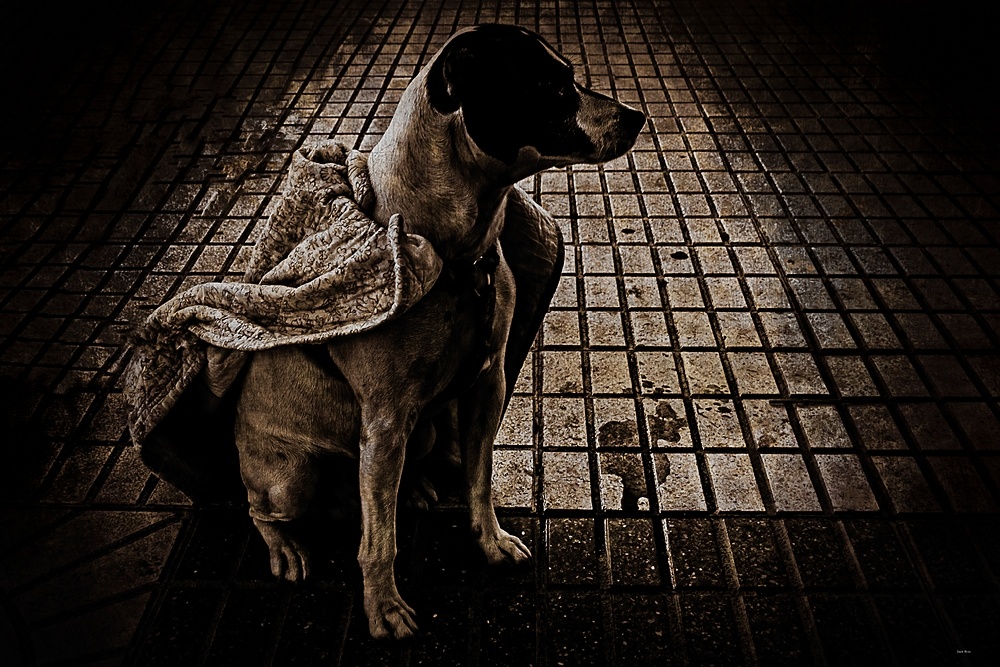 "Perro con capa" de Juan Beas