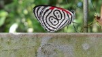 Mariposa - Parque Nacional Iguaz.