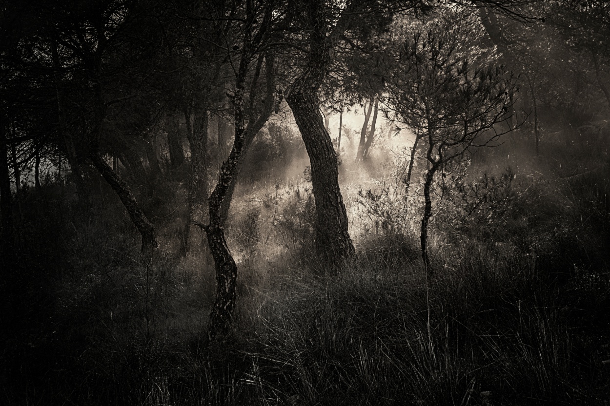 "Luz entre pinos" de Francisco Jos Cerd Ortiz