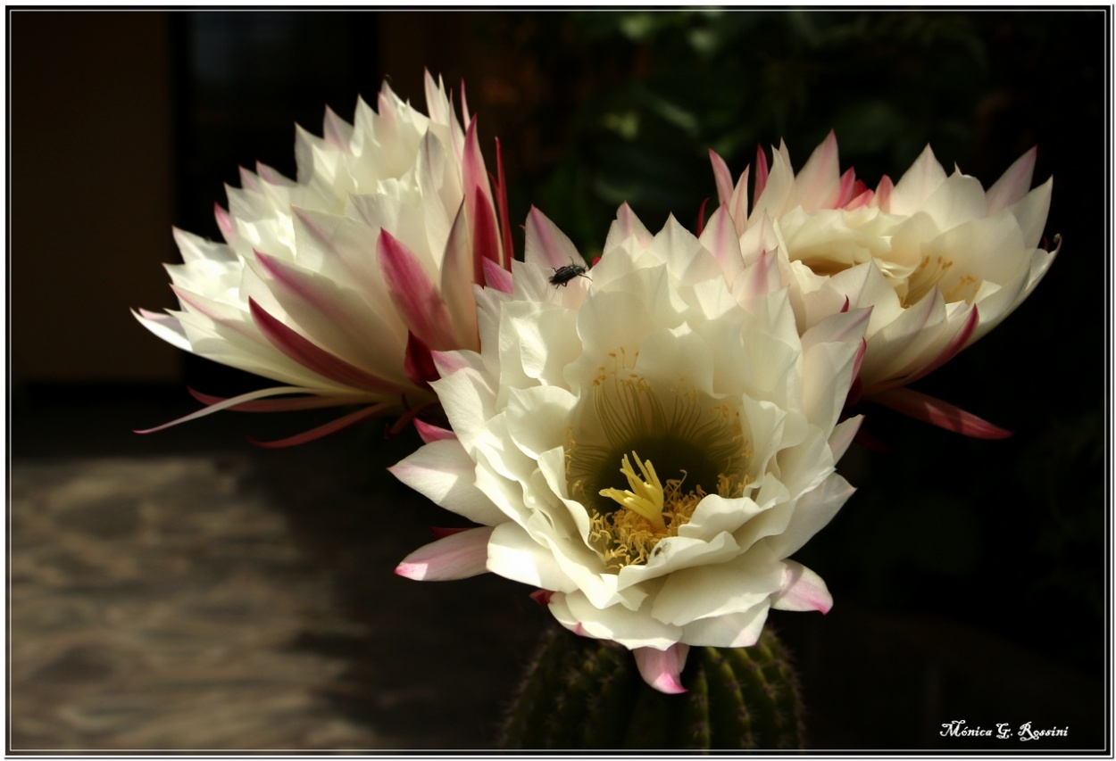 "Flores de cactus" de Mnica Rossini