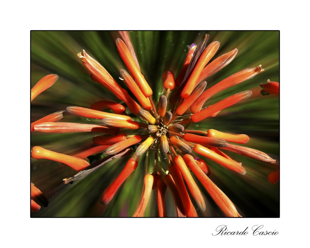 "Aloe" de Ricardo Cascio