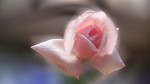 La rosa rosa