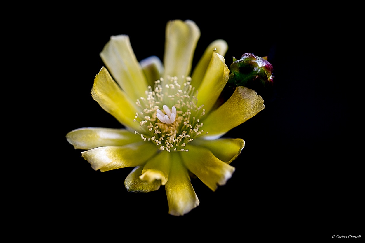 "La flor del cactus" de Carlos Gianoli