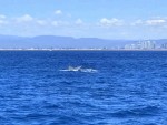 Ballenas jorobadas desde mar adentro