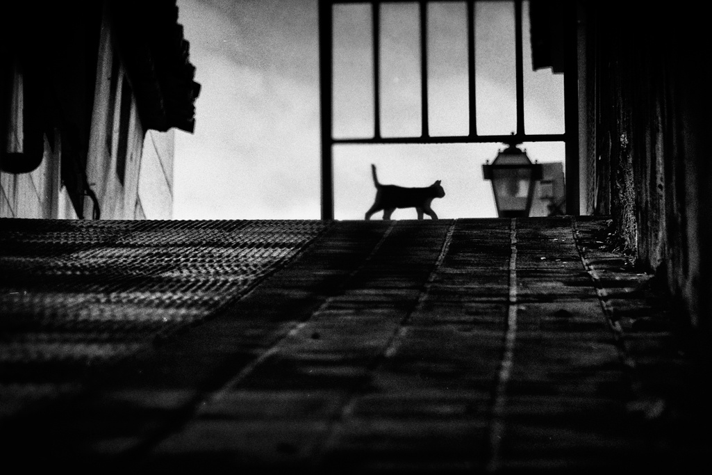 "Silueta de gato" de Francisco Jos Cerd Ortiz