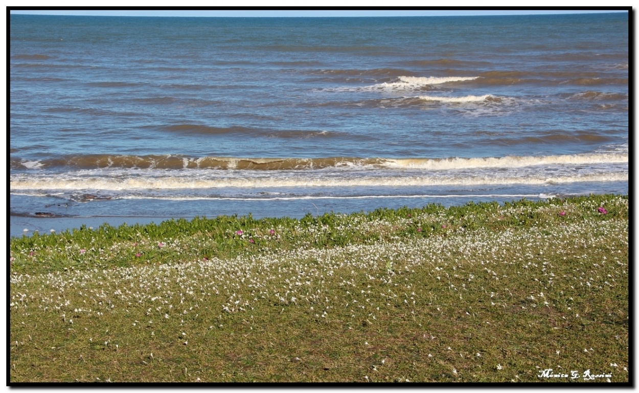 "Flores en la costa. Miramar" de Mnica Rossini