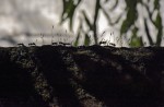Camino de hormigas