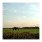 Lonely tree green field