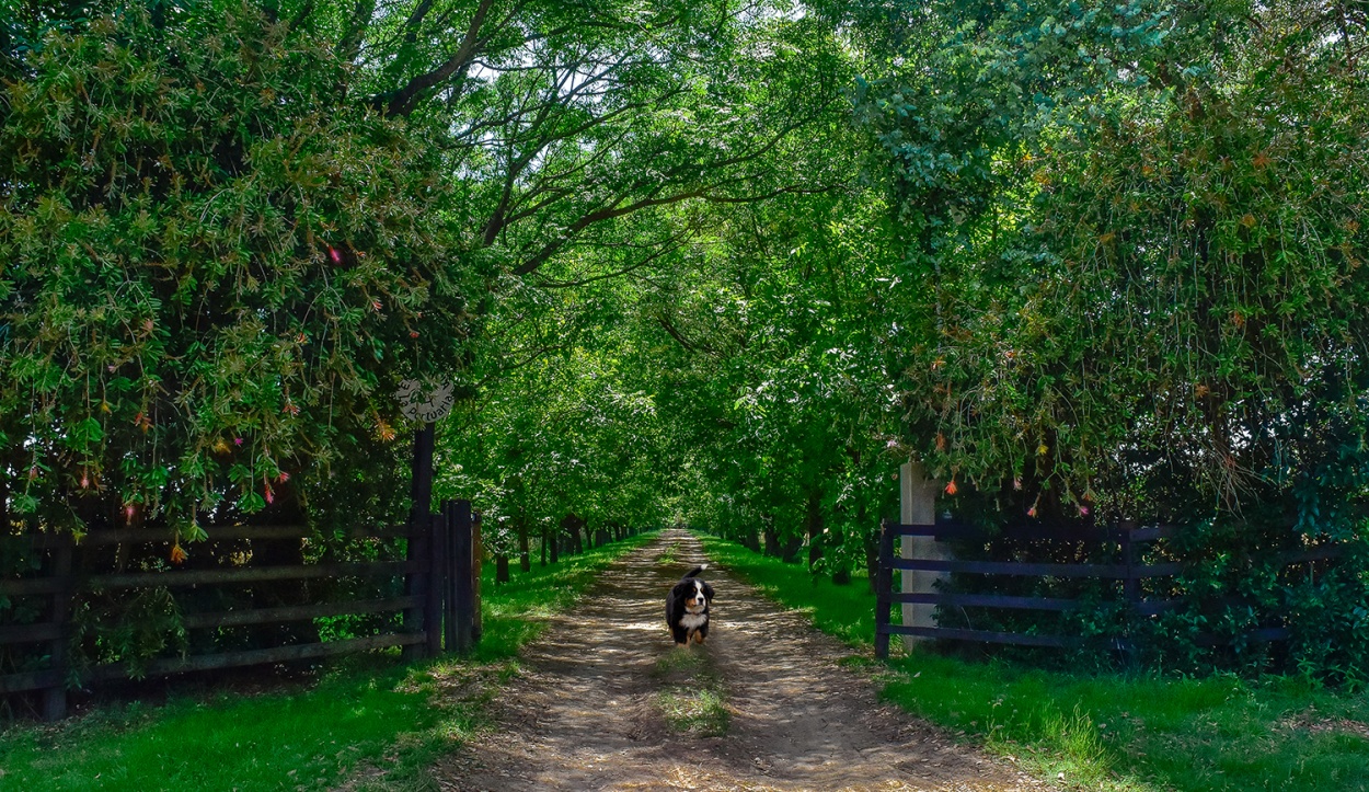 "Un canino en el camino" de Jos D. Alberca