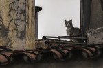Un gato en el tejado