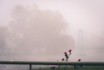 La flor en la niebla