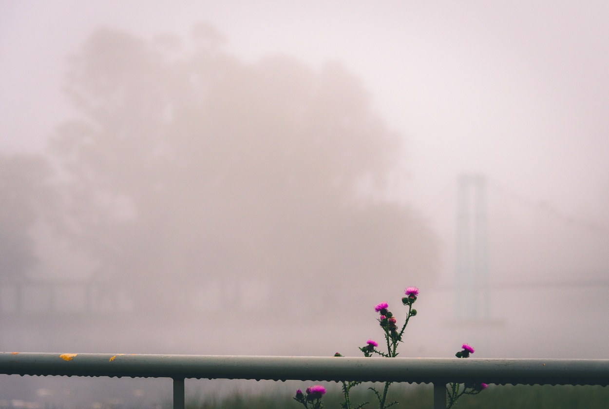 "La flor en la niebla" de Fernando Valdez Vazquez