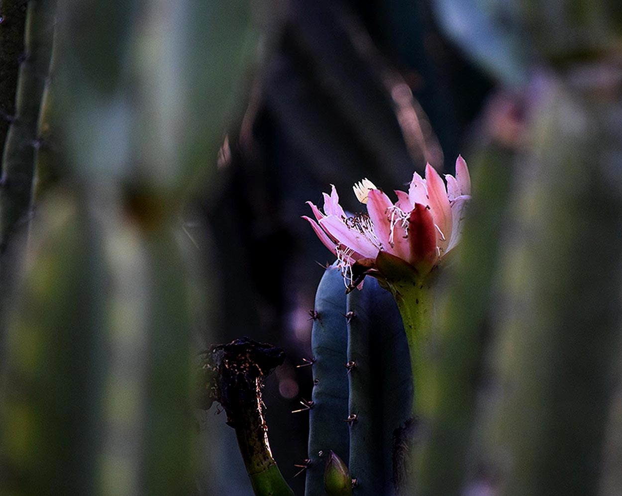 "Flor de cactus" de Ana Maria Real