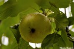 Mi Planta de Manzanas