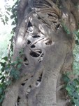 Ficus estrangulador
