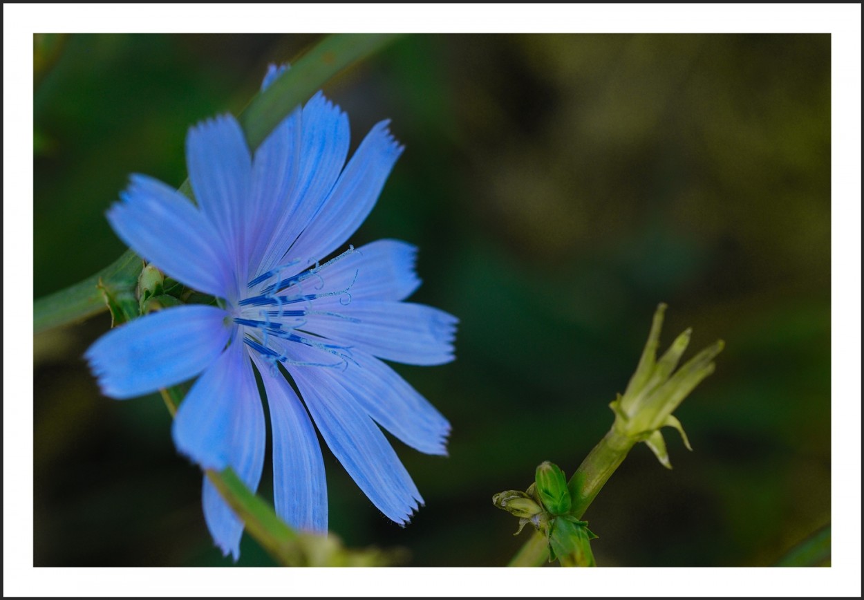 "Flor azul" de Daniel Alberto Sapag