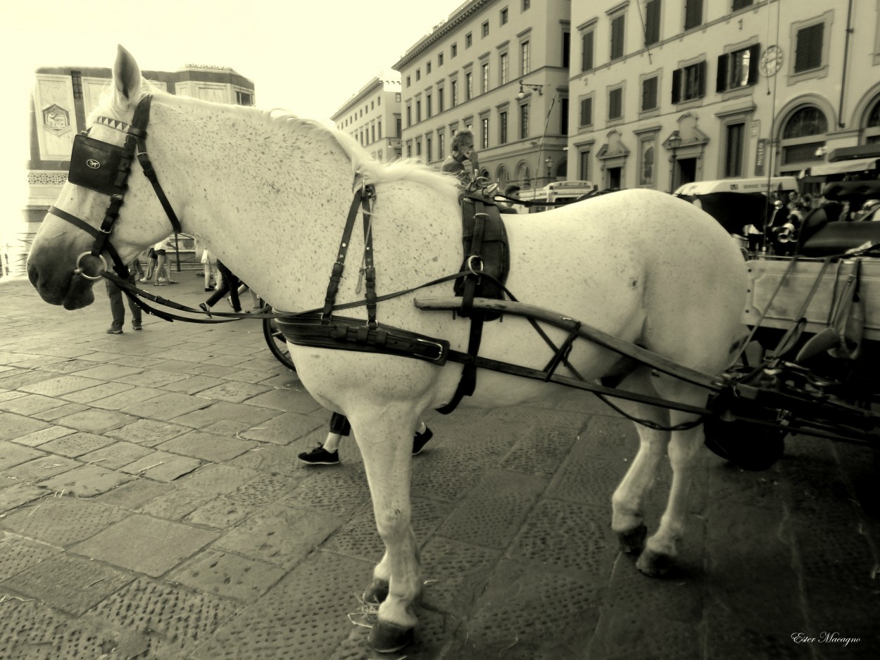 "Magnfico caballo romano." de Ester Francisca Macagno