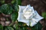 Cultivo una rosa blanca...
