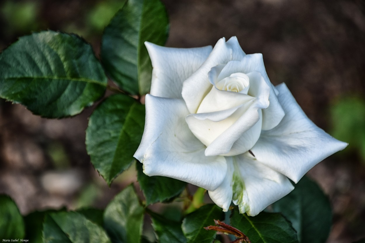 "Cultivo una rosa blanca..." de Maria Isabel Hempe