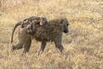 babuino con su cra
