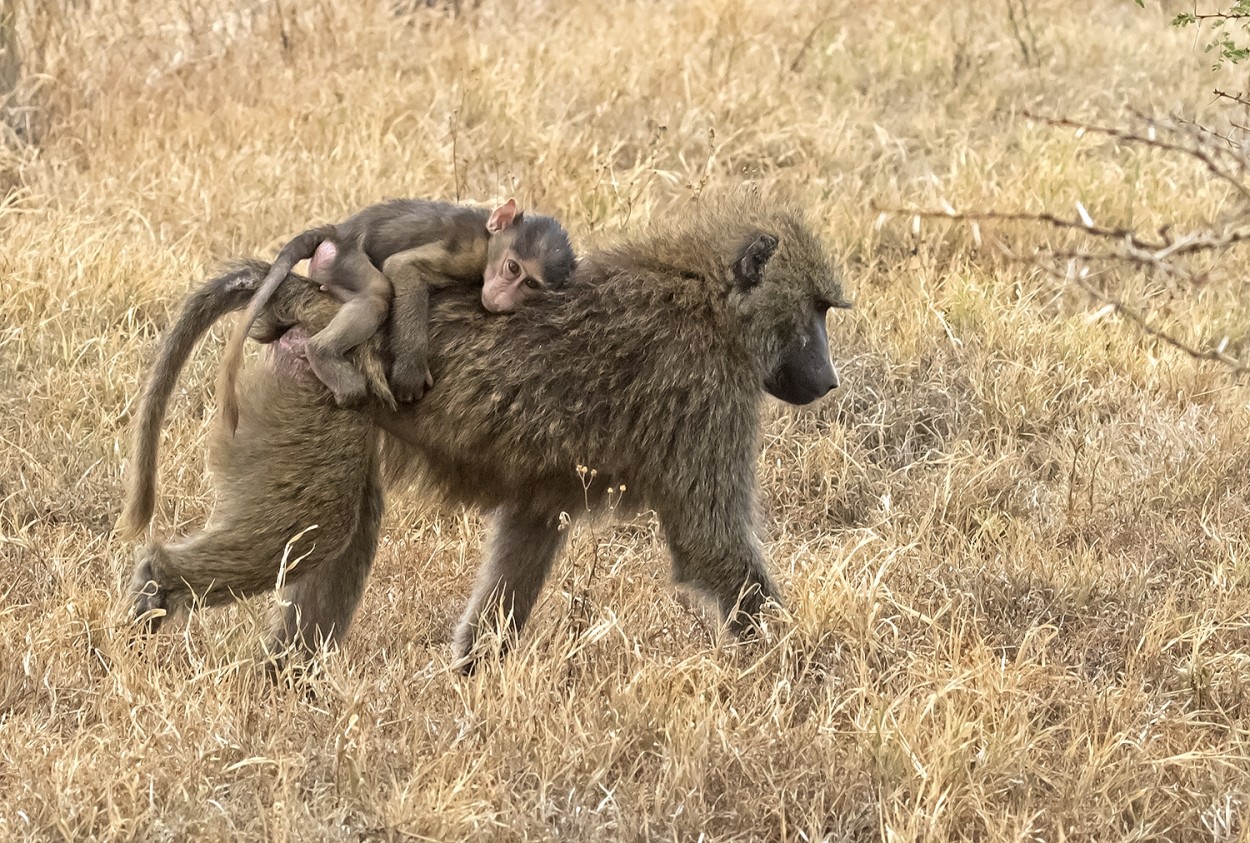 "babuino con su cra" de Edith Polverini