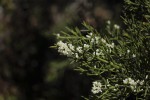 Flora patagnica IV