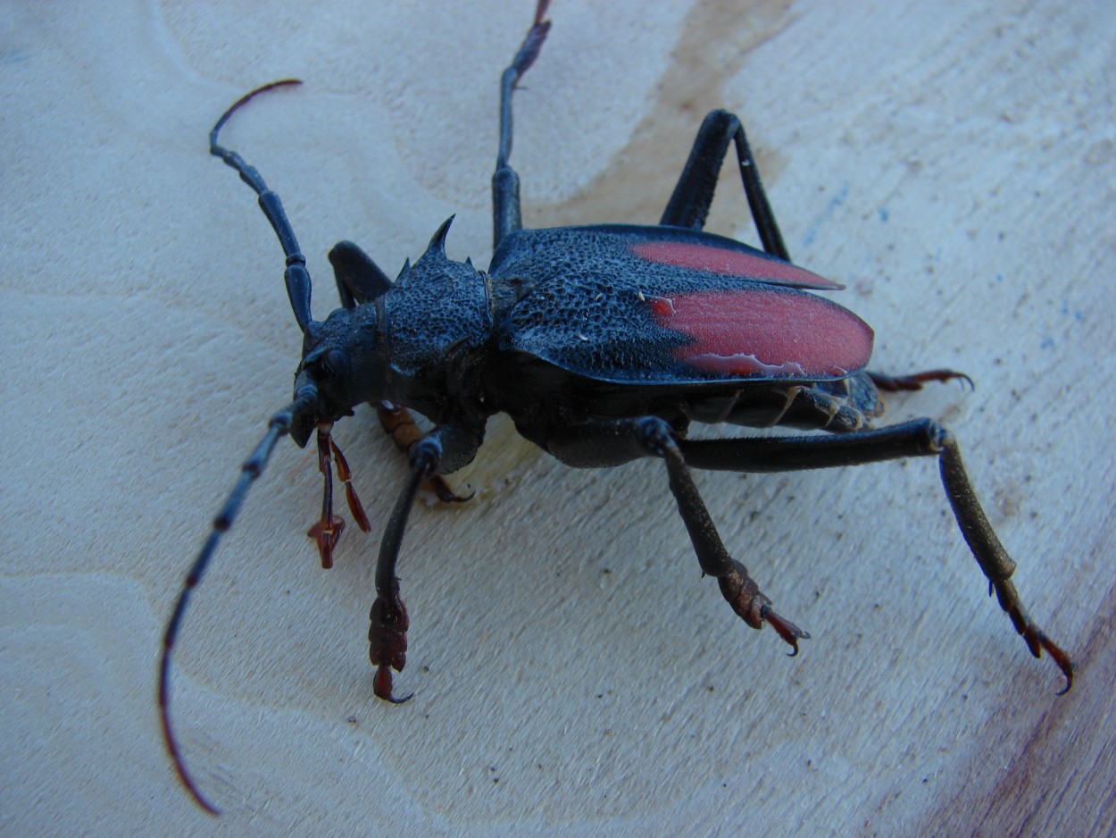 "Escarabajo" de Jorge Linaza
