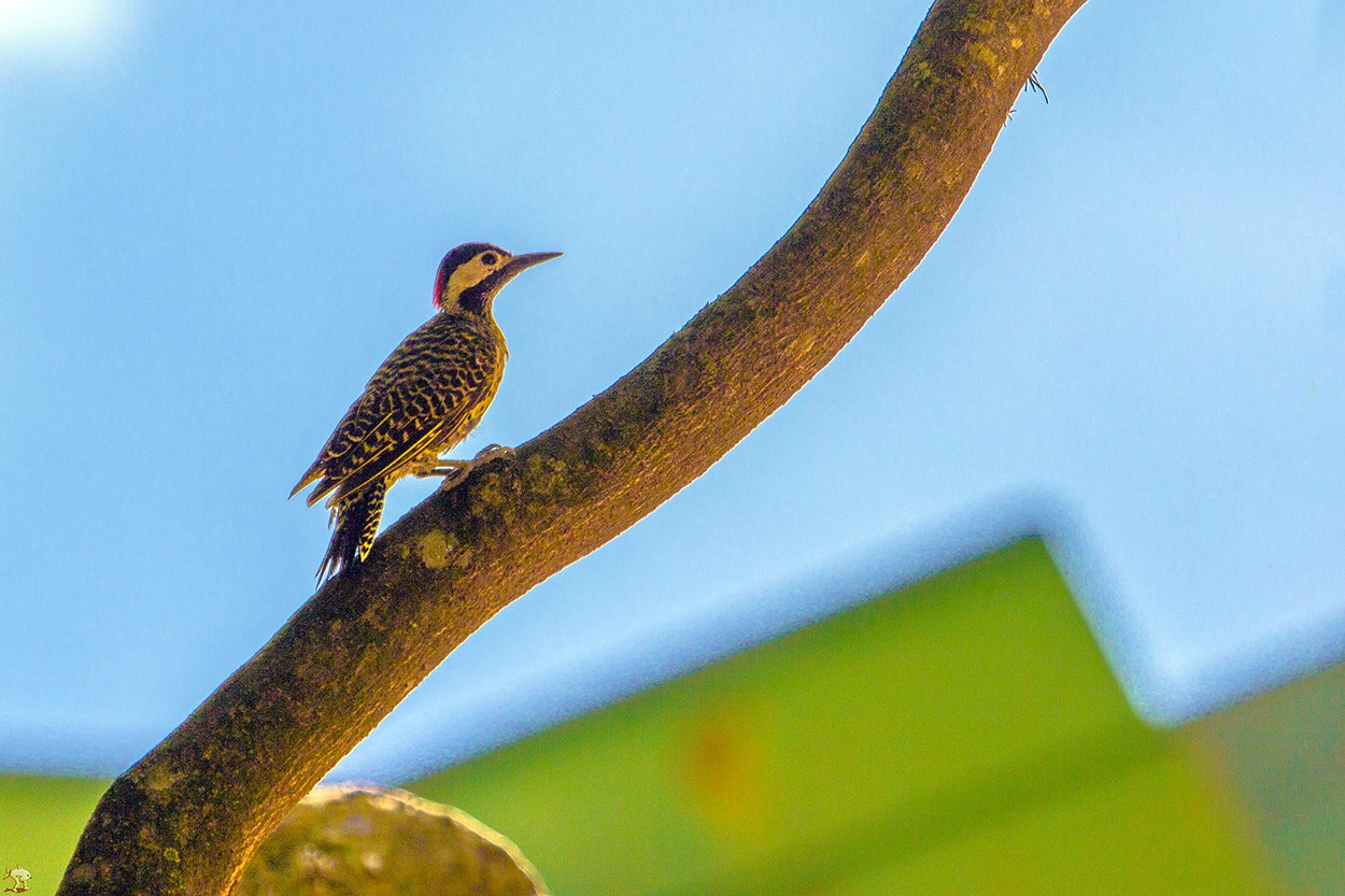 "Woodpecker" de Alfredo Fushimi